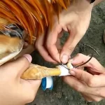 Đá gà cựa sắt