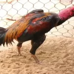 Gà bị trúng gió