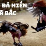 luật đá gà miền bắc